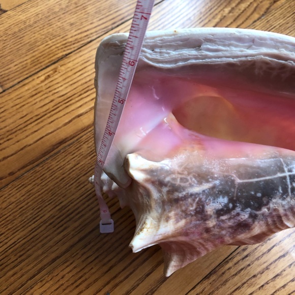 Large Pink-Interior Conch Shell - Picture 6 of 7
